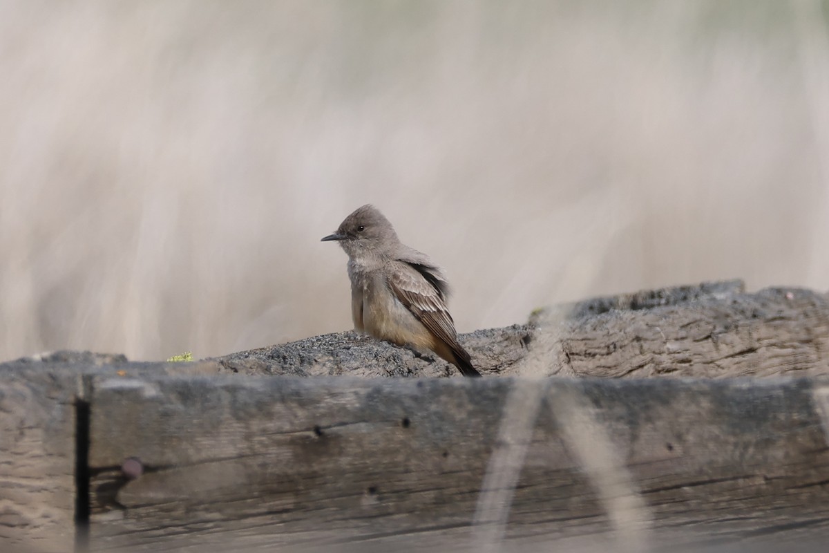 Say's Phoebe - ML632710952