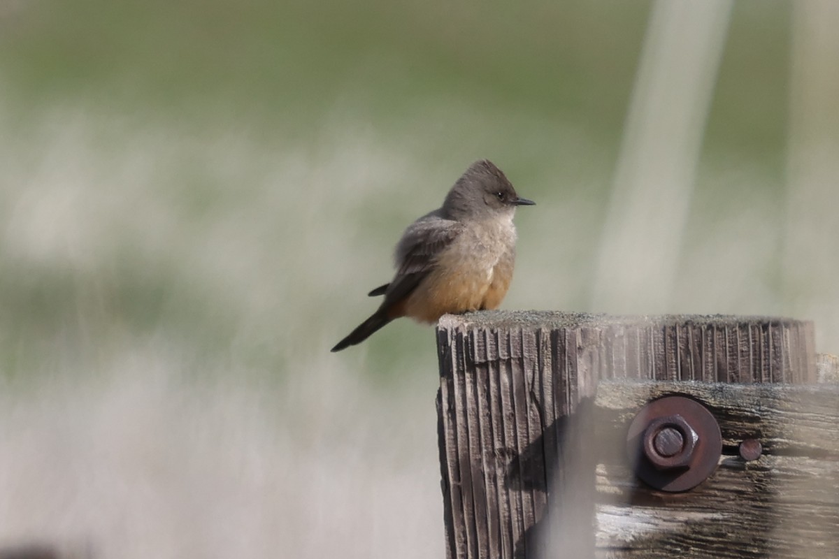 Say's Phoebe - ML632710953
