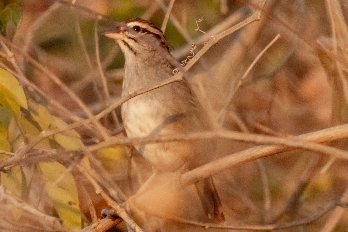kanelhalespurv - ML632710964