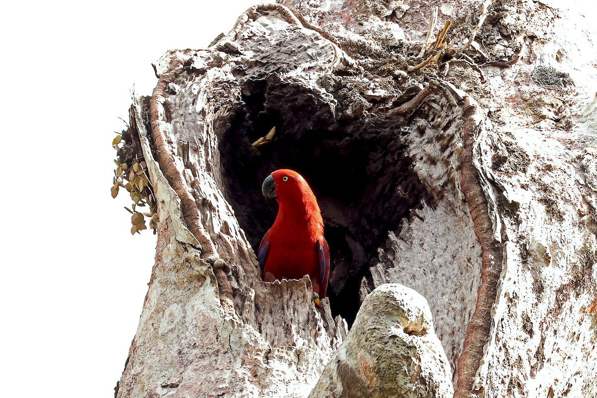 Tanimbar Eclectus - ML632710982