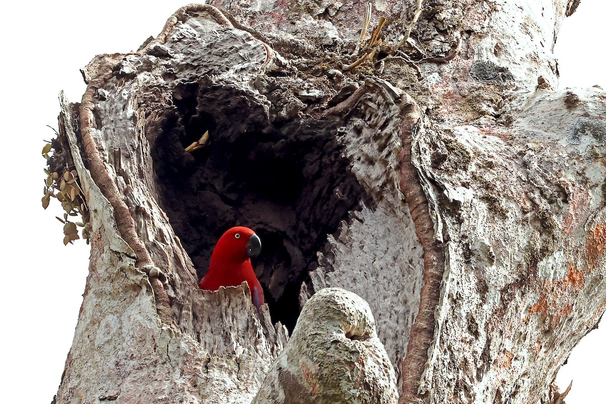 Tanimbar Eclectus - ML632710984