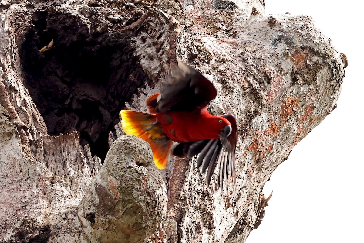 Tanimbar Eclectus - ML632710986