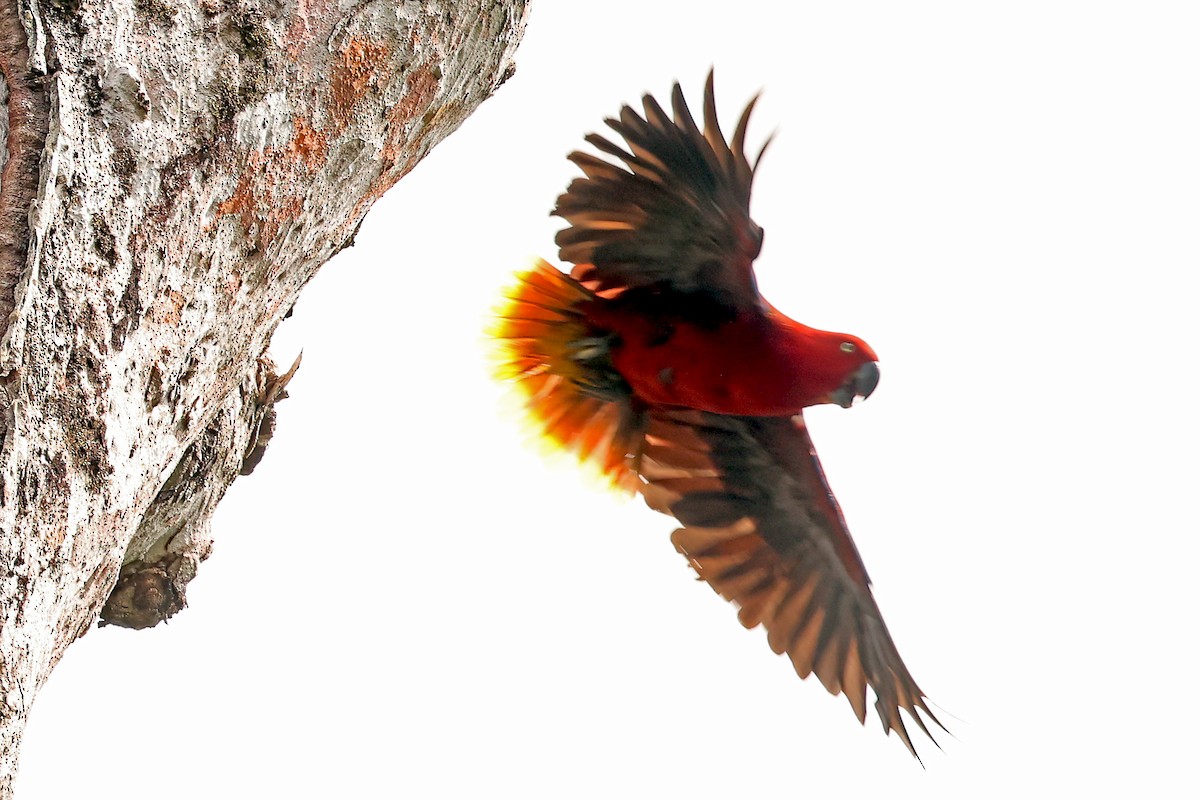 Tanimbar Eclectus - ML632710988