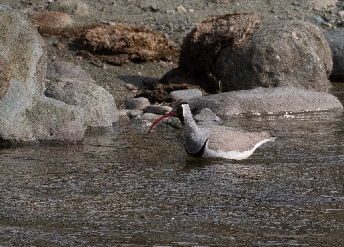 Ibisbill - ML632711041