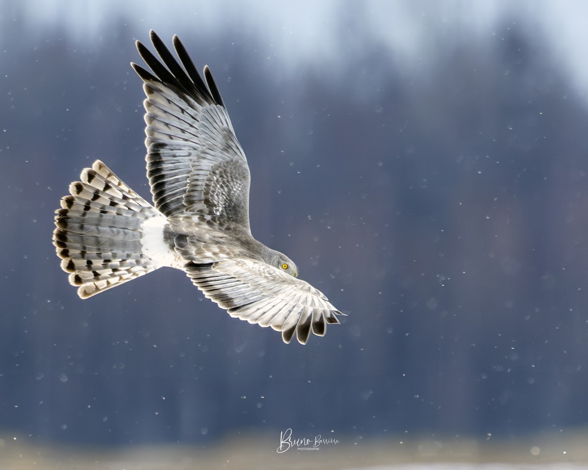 moták severoamerický - ML632711216