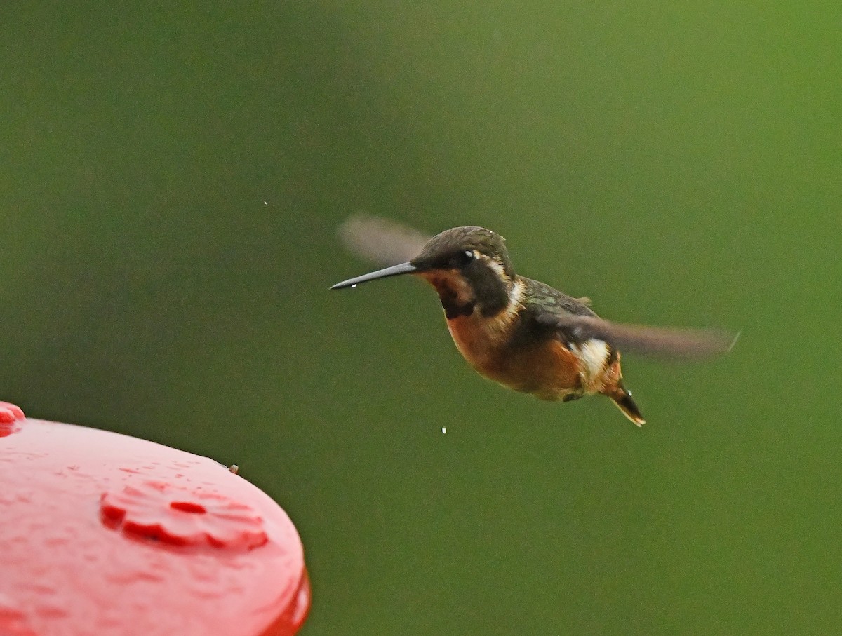 White-bellied Woodstar - ML632711300