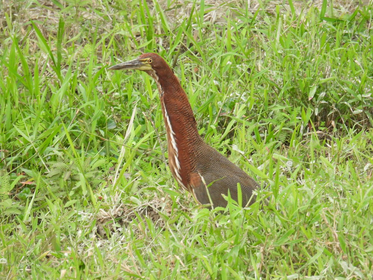 Rufescent Tiger-Heron - ML632711362