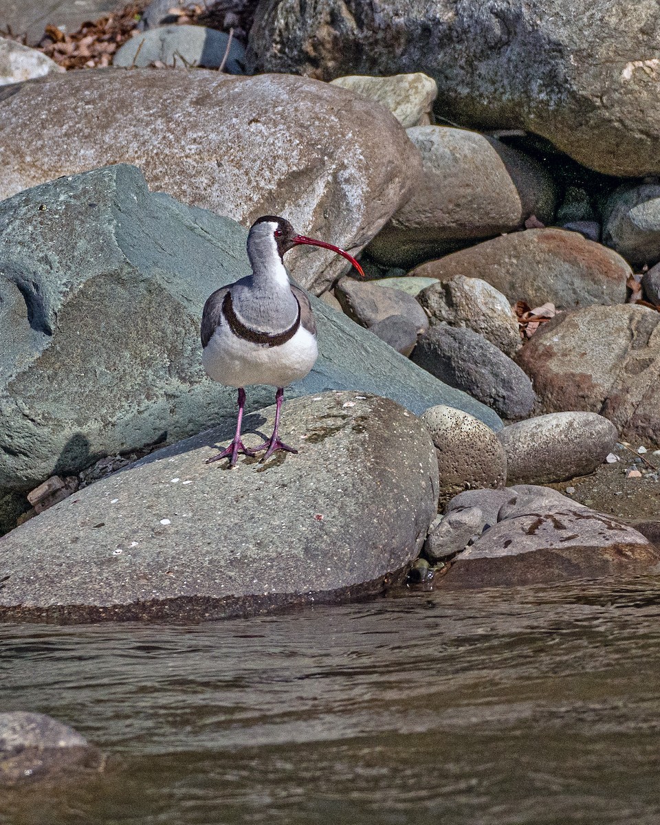 Ibisbill - ML632711404