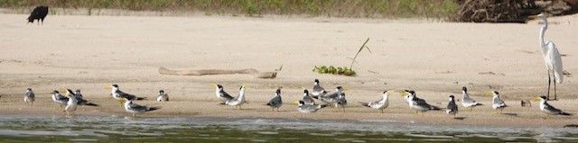 Large-billed Tern - ML632711407