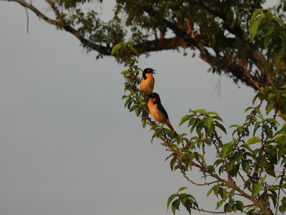Black-capped Donacobius - ML632711420