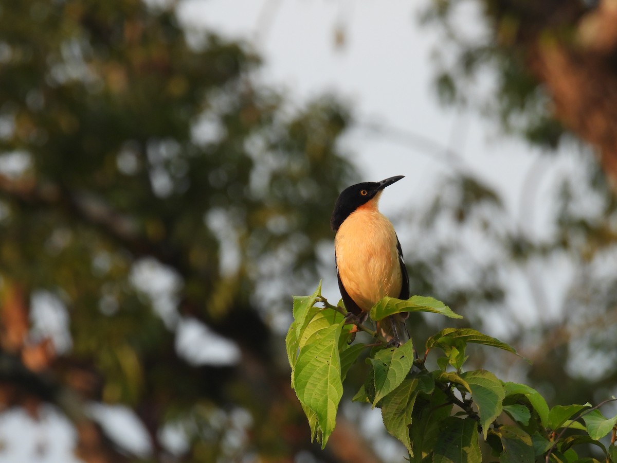 Black-capped Donacobius - ML632711421