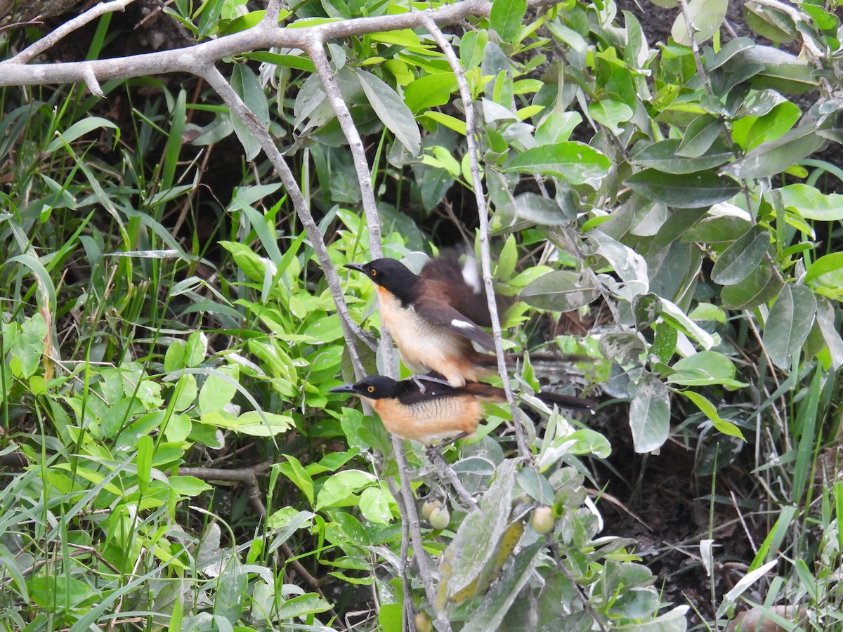 Black-capped Donacobius - ML632711422