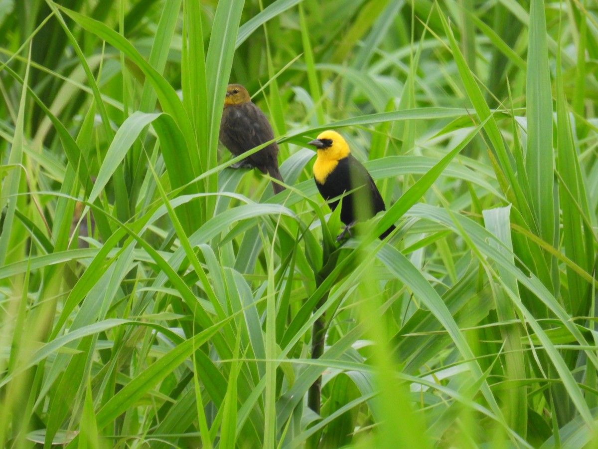 Yellow-hooded Blackbird - ML632711468