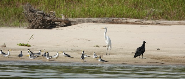 Great Egret - ML632711486