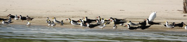Black Skimmer - ML632711522
