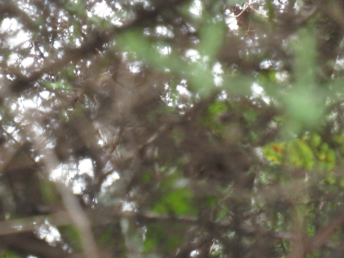 Barratt's Warbler - ML632711528
