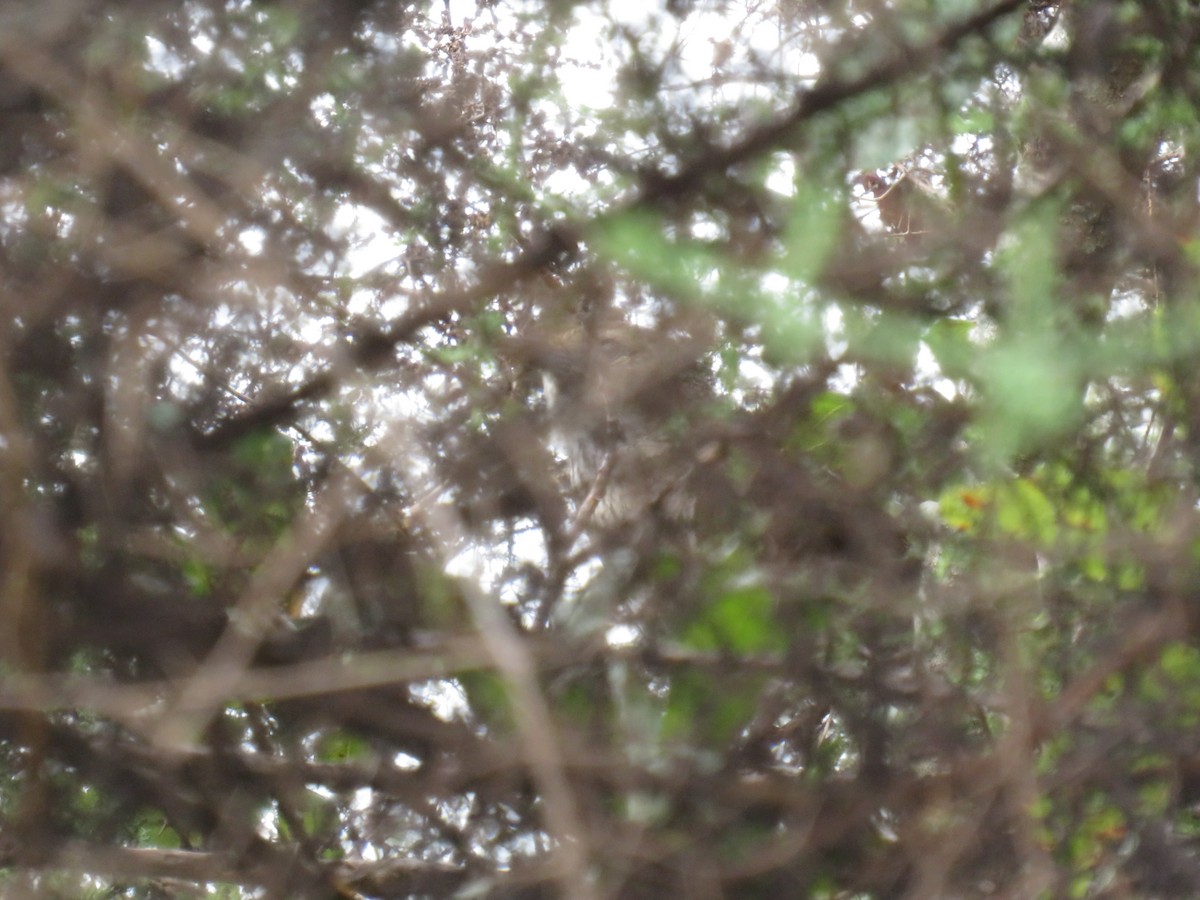 Barratt's Warbler - ML632711536
