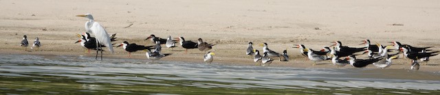 Black Skimmer - ML632711559