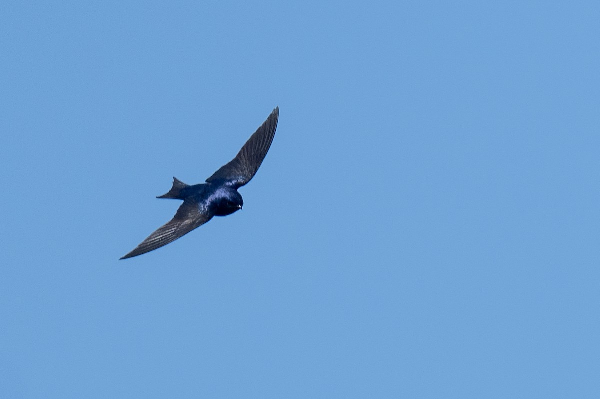Purple Martin - ML632711598