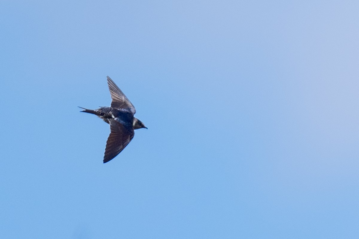 Purple Martin - ML632711599