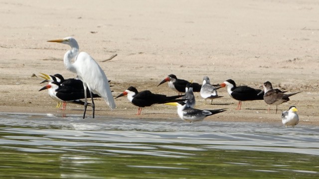 Great Egret - ML632711631