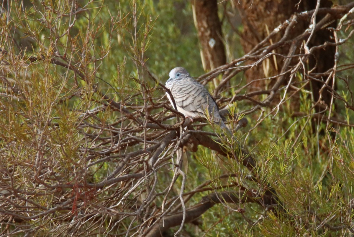 Peaceful Dove - ML632711680