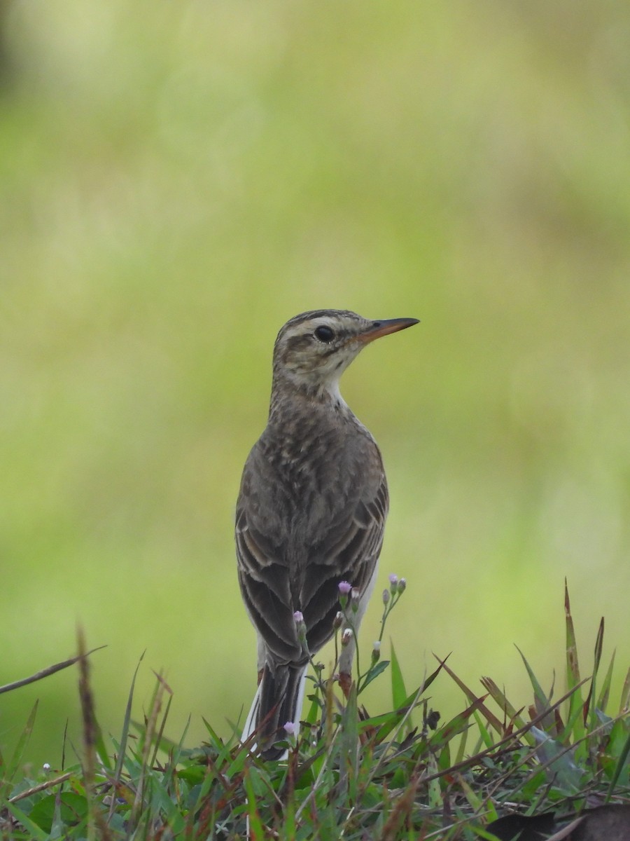 Paddyfield Pipit - ML632711711