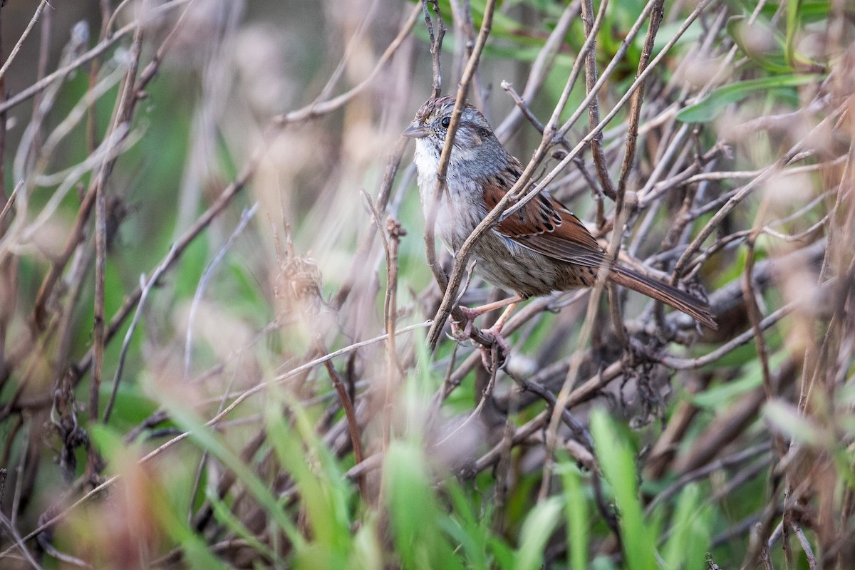Swamp Sparrow - ML632711928