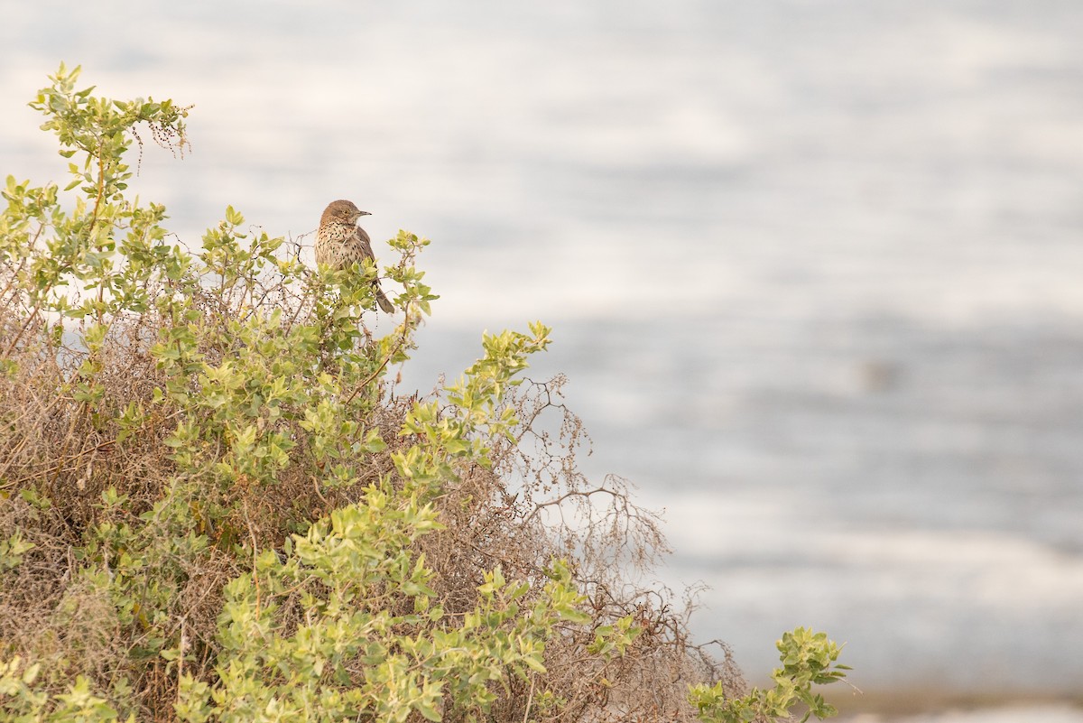 Sage Thrasher - ML632711942