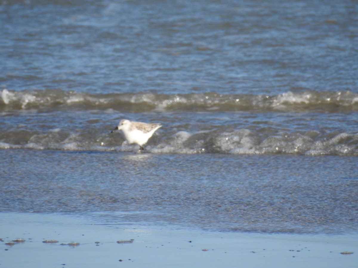 Sanderling - ML632711960