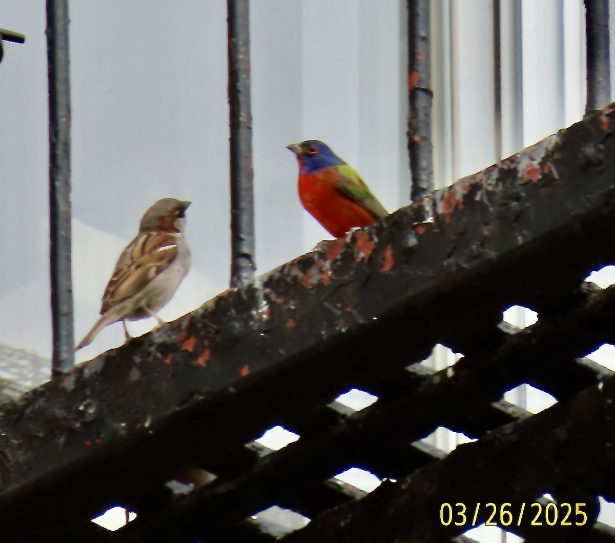 Painted Bunting - ML632712026