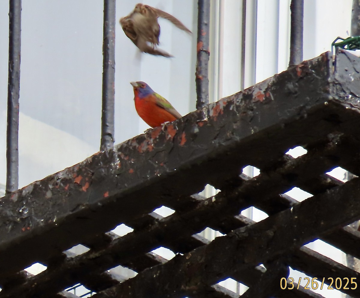 Painted Bunting - ML632712028