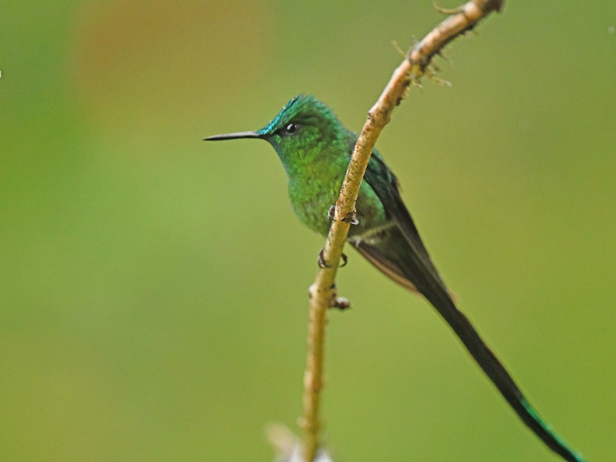 Long-tailed Sylph - ML632712043