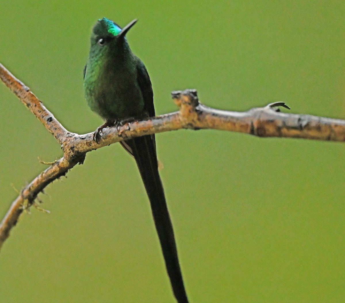 Long-tailed Sylph - ML632712044