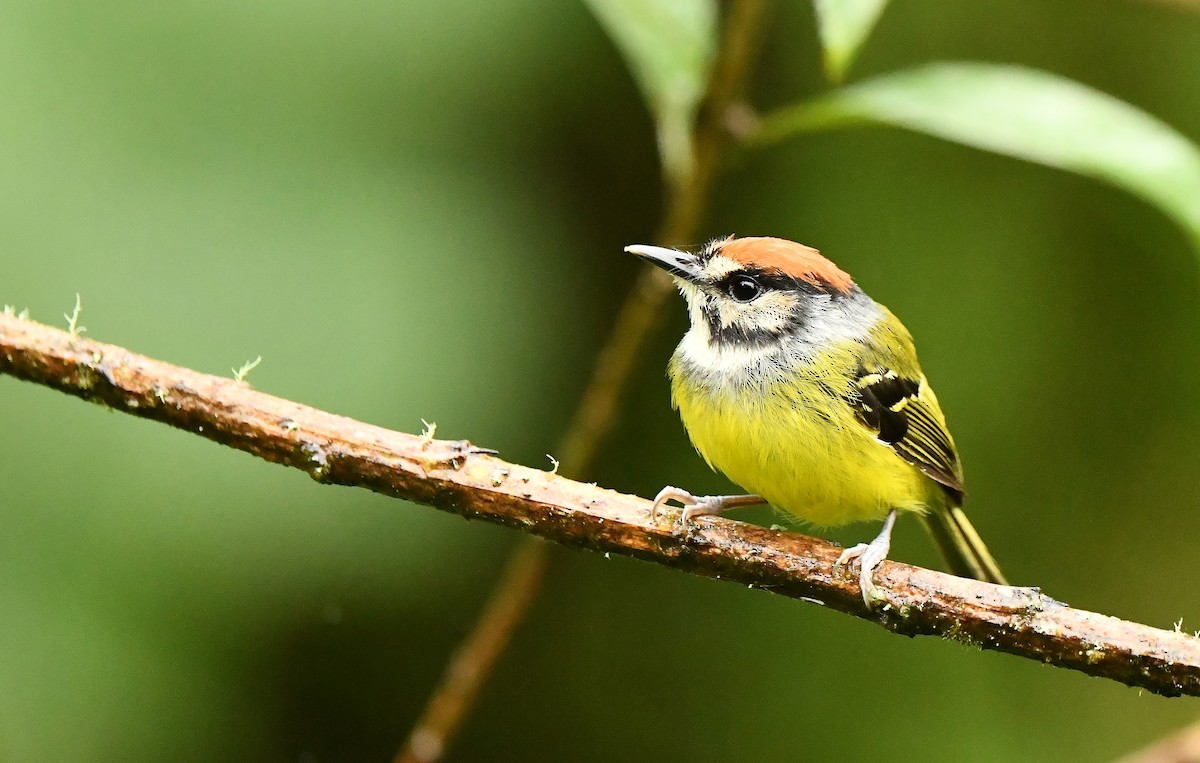 Rufous-crowned Tody-Flycatcher - ML632712088