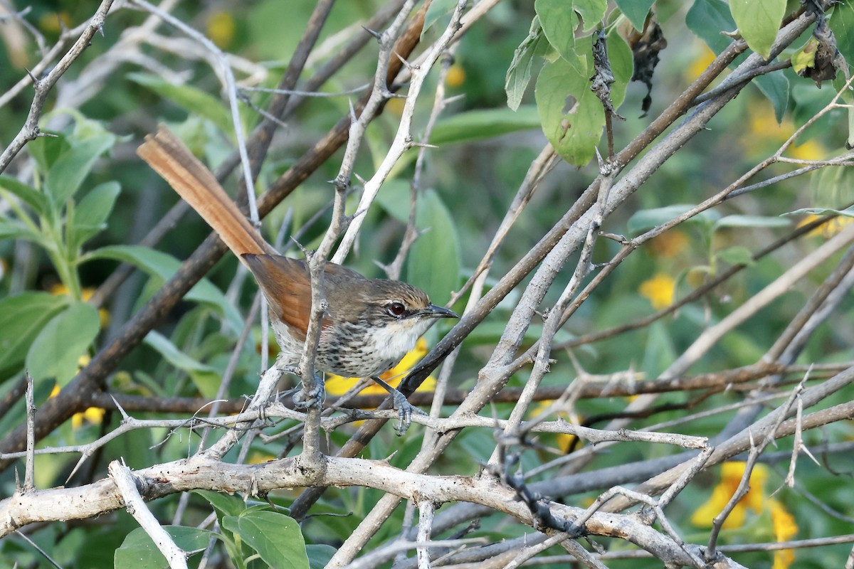 Chinchipe Spinetail - ML632712089