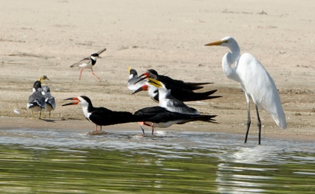 Southern Lapwing - ML632712104