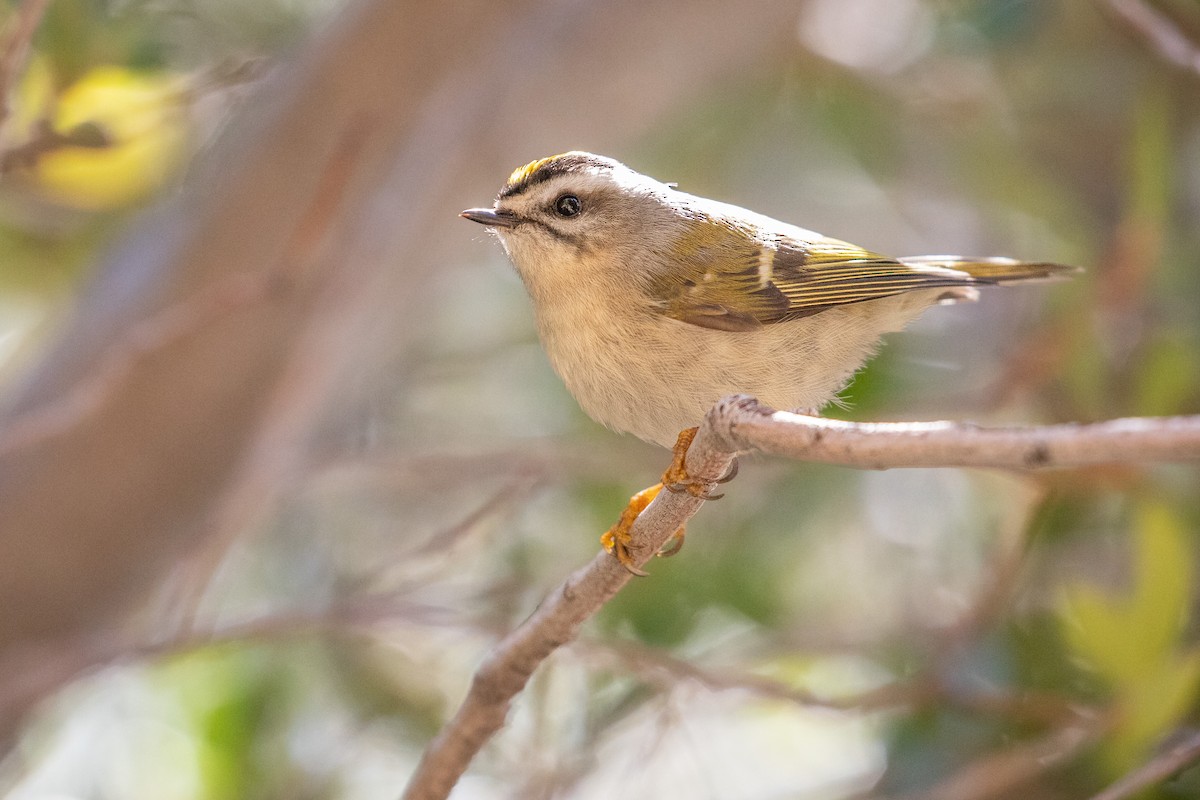 Golden-crowned Kinglet - ML632712108