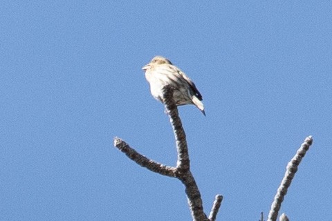 Cassin's Finch - ML632712124
