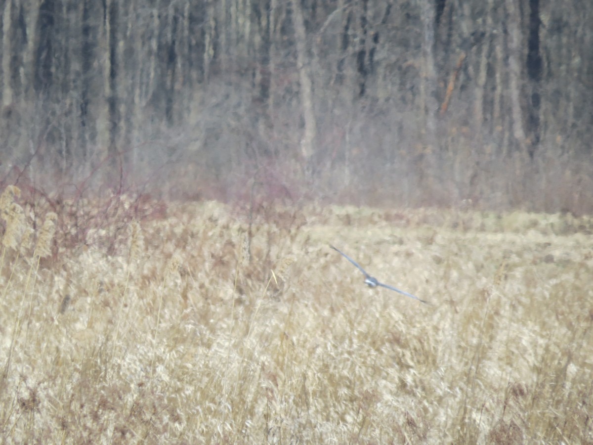 Northern Harrier - ML632712145