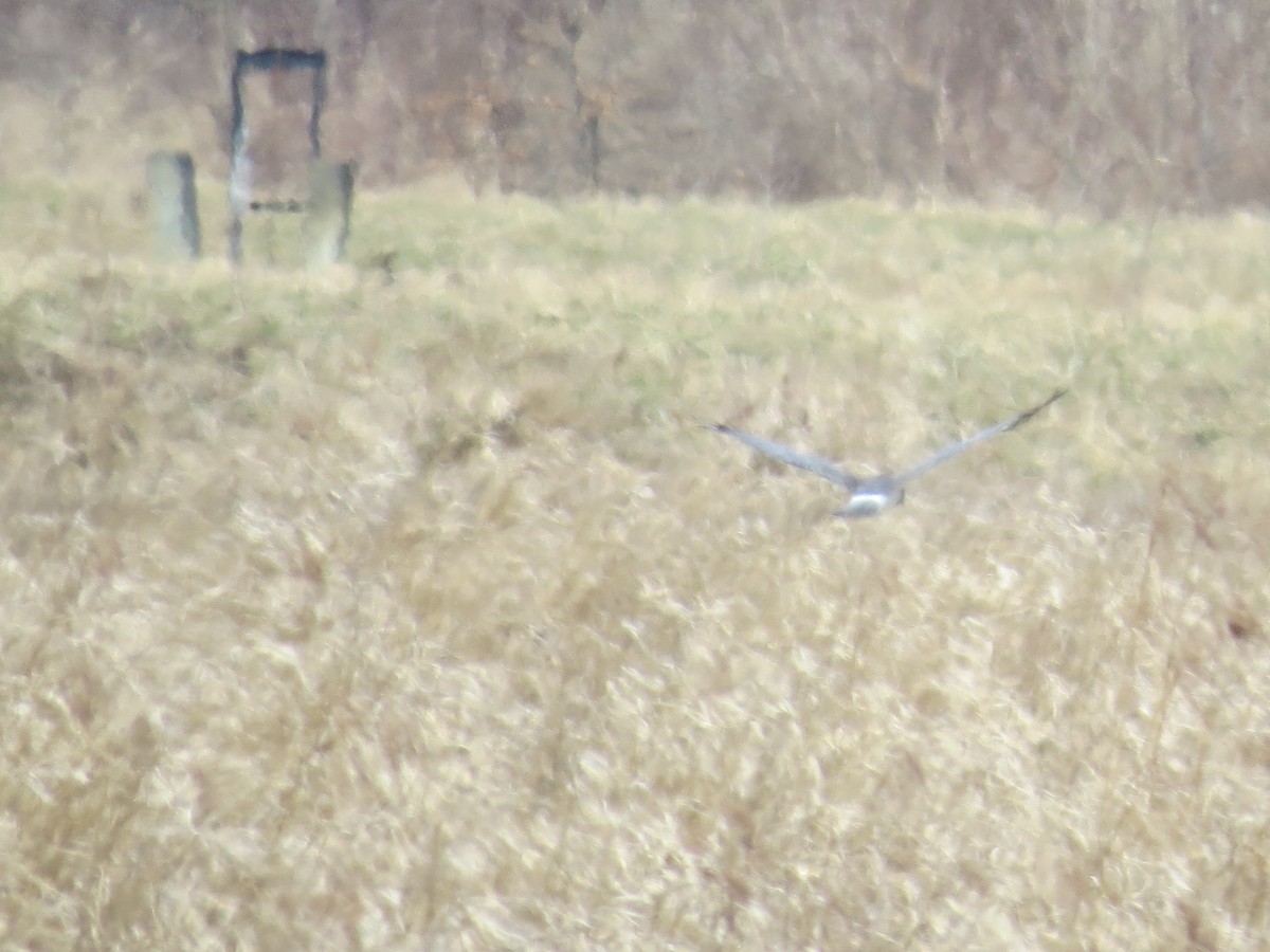 Northern Harrier - ML632712148