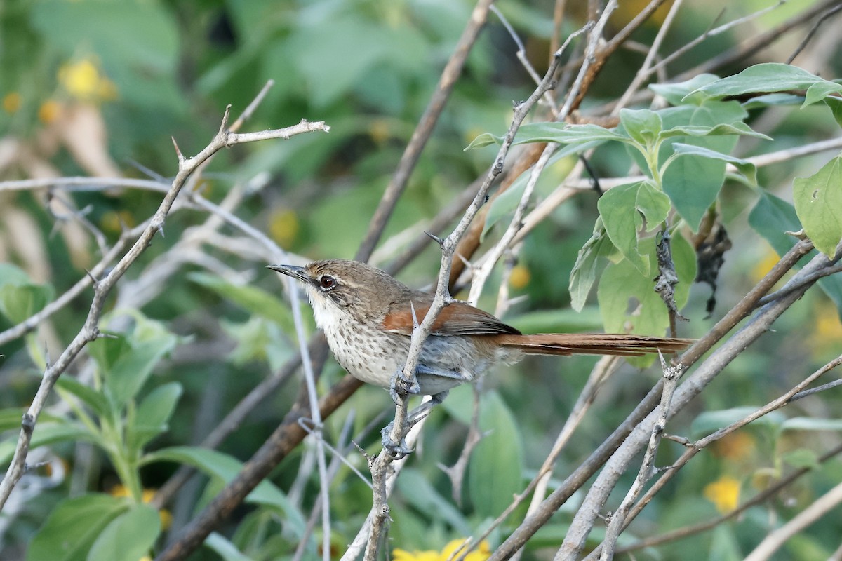Chinchipe Spinetail - ML632712151