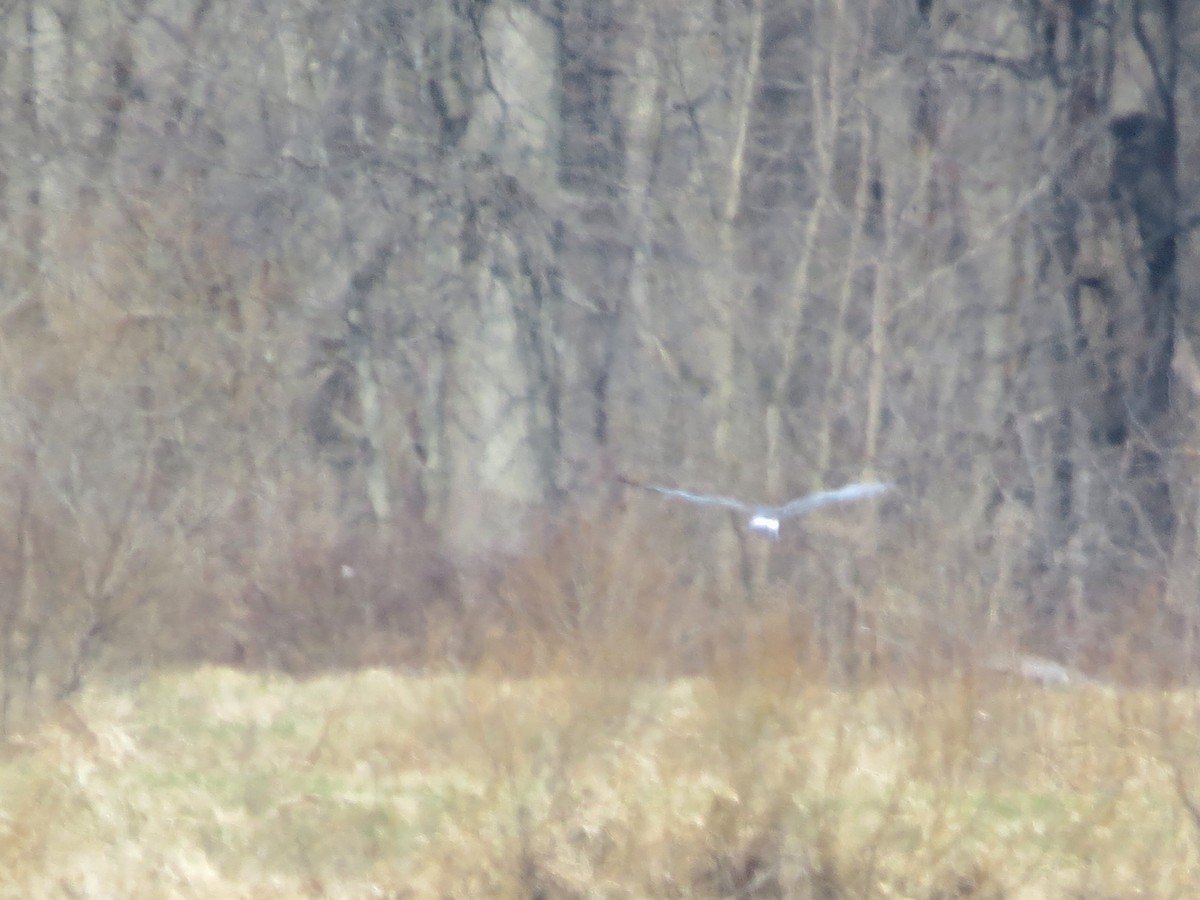 Northern Harrier - ML632712155