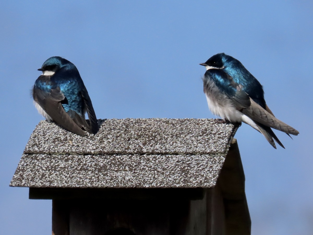 Golondrina Bicolor - ML632712285