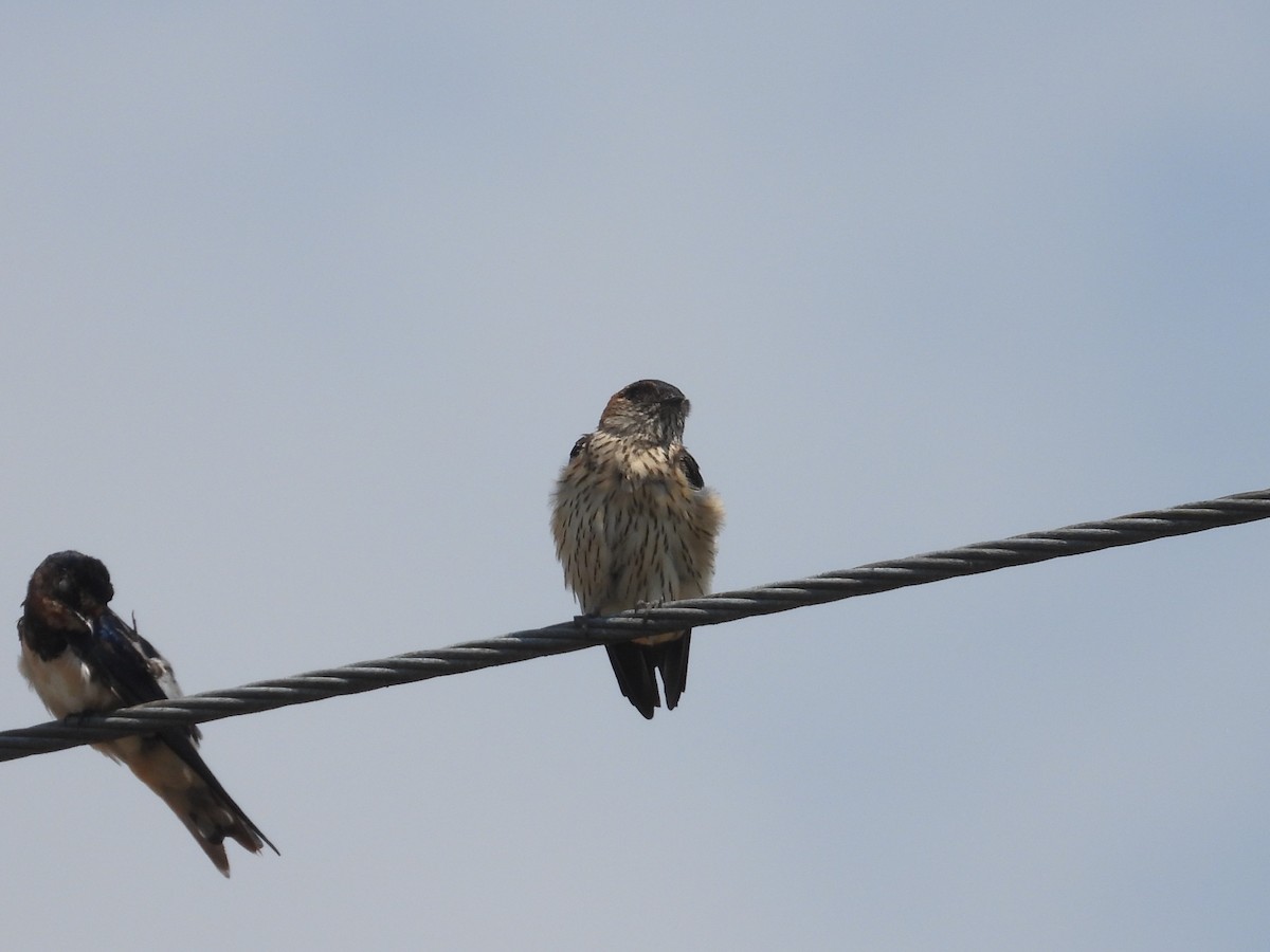 Eastern Red-rumped Swallow - ML632712296
