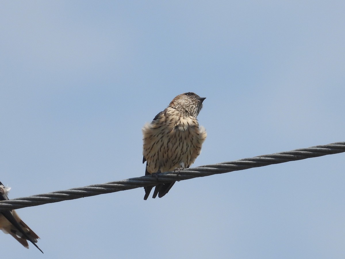 Eastern Red-rumped Swallow - ML632712297