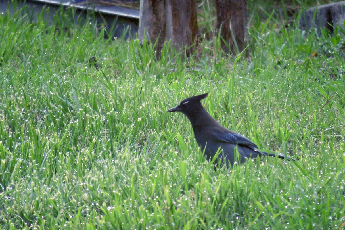 Steller's Jay - ML632712404