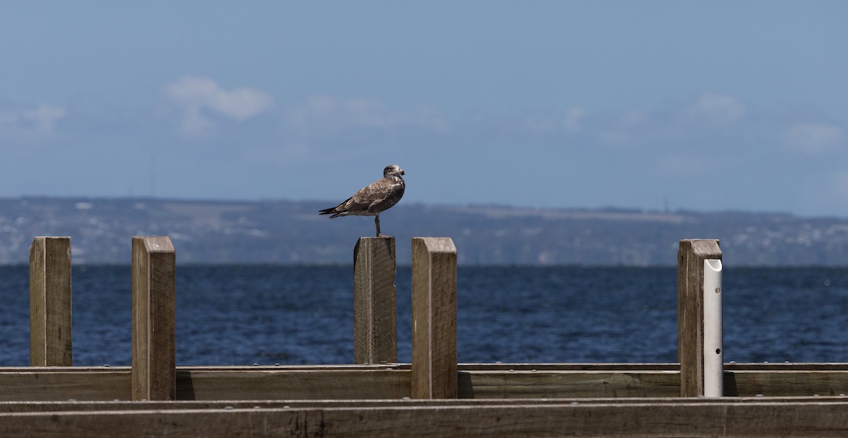 Pacific Gull - ML632712443