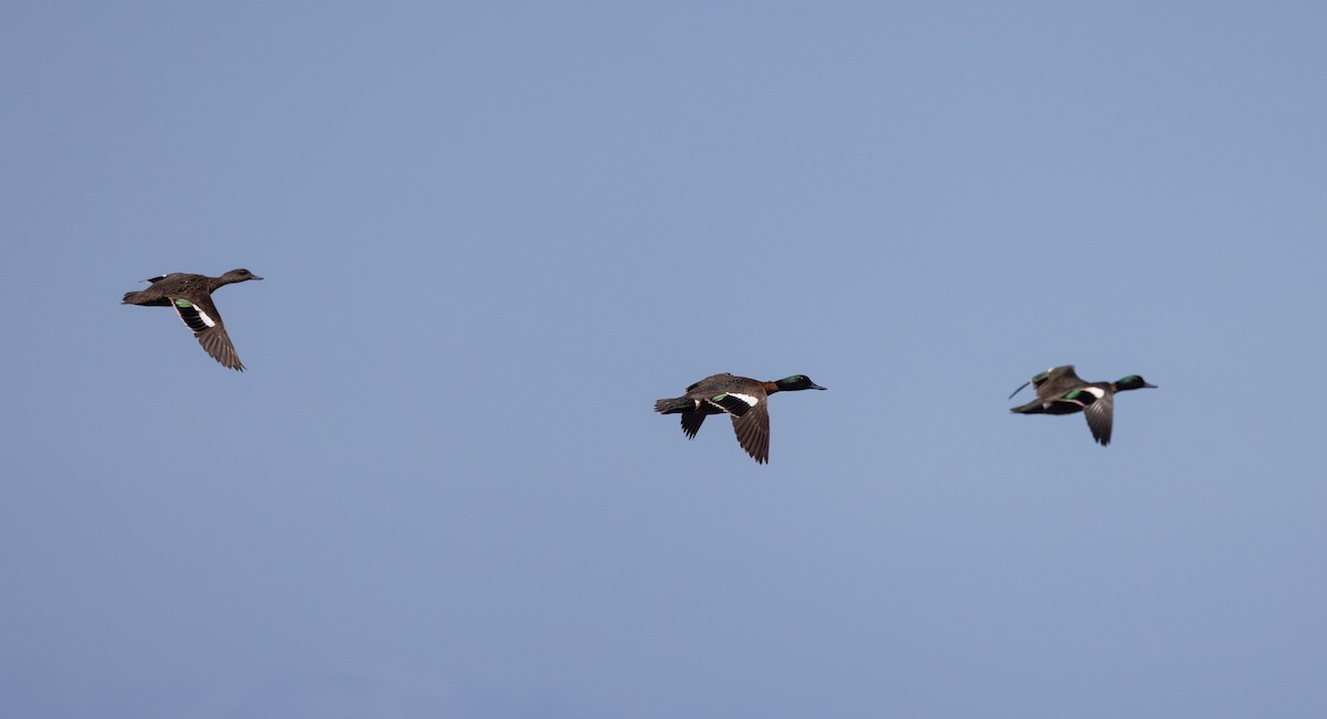 Chestnut Teal - ML632712455