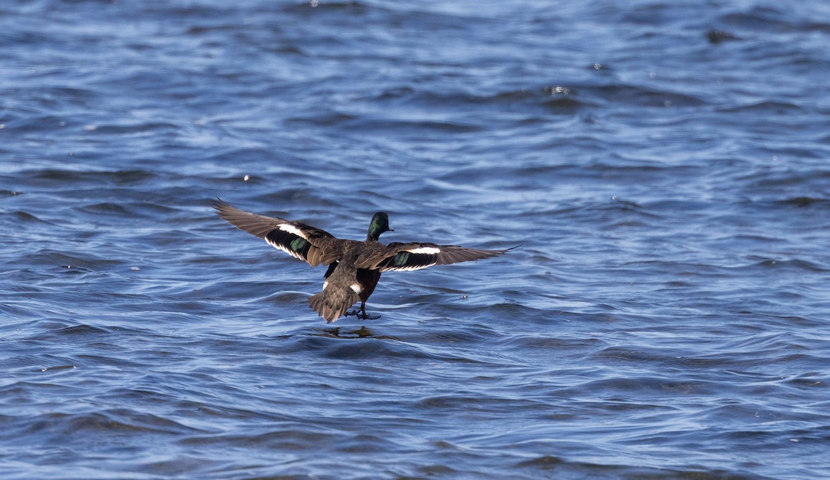 Chestnut Teal - ML632712463